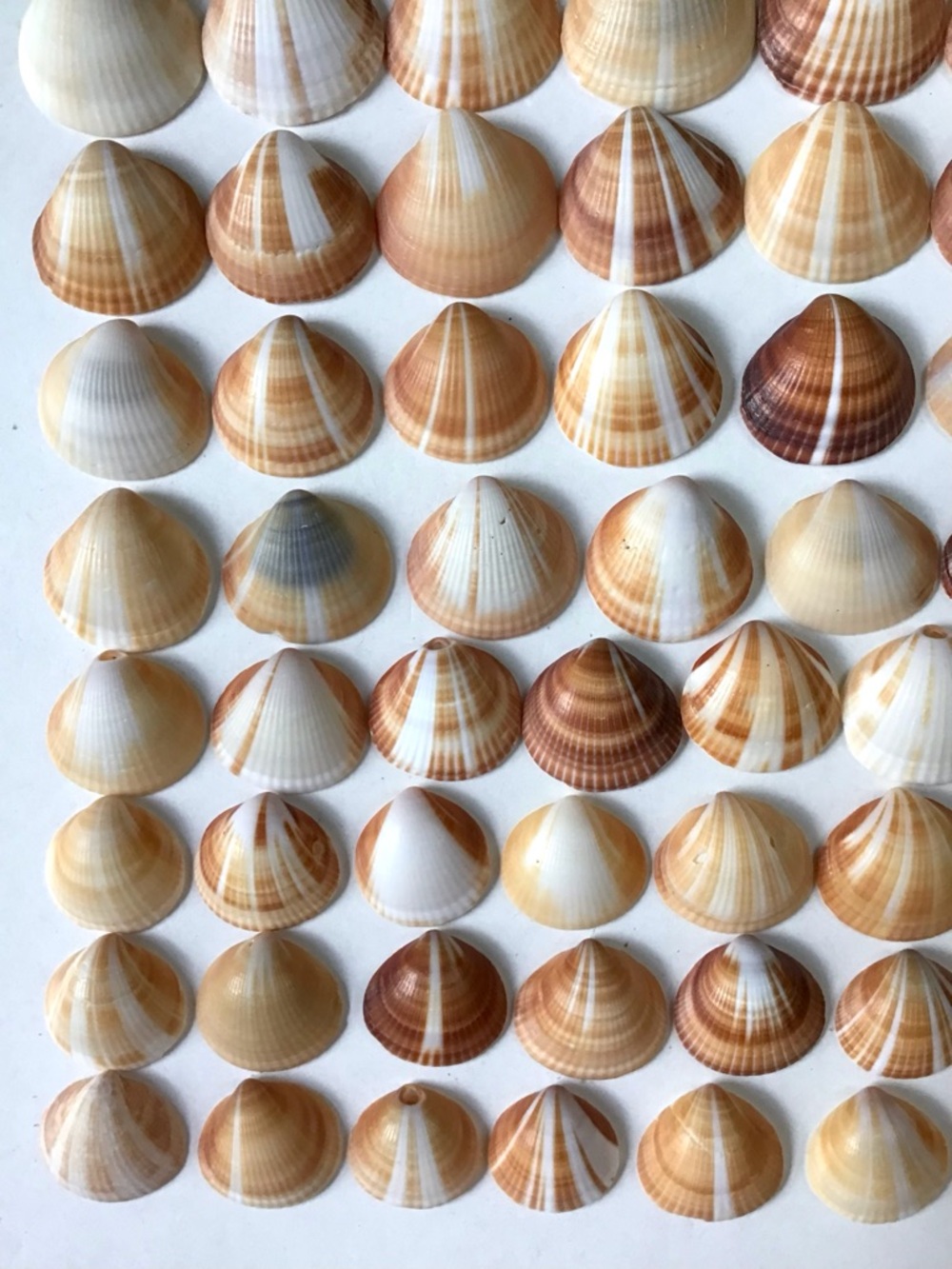 Seashells 100 Spectral Bittersweet Clam Shells 7/8” to 1-3/8” Beach Crafts Decor - Picture 5 of 7